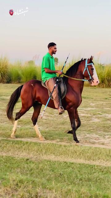 @Ch Hammad bokan ♥️🐎
