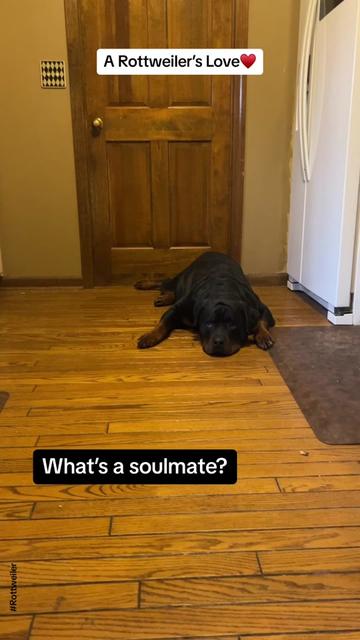 @Tiny Bear & Tiny Horse