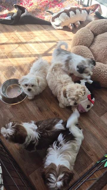 @Barb's Precious Pups