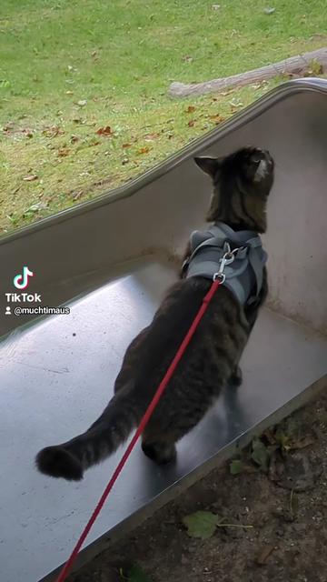@😻Katrin&Odin 😻Modi Muddi 😻