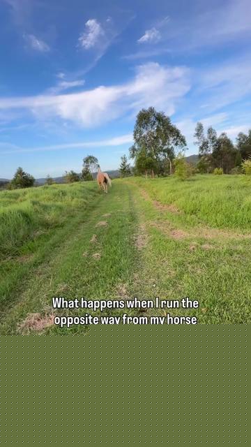 @animalmemester