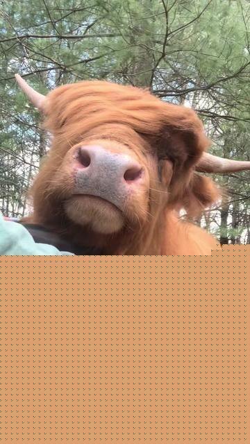 @animalmemester
