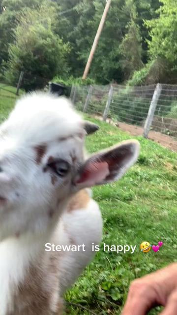 @Janet..Fuzzy.farm.gang