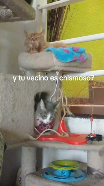 @CutiesCat House