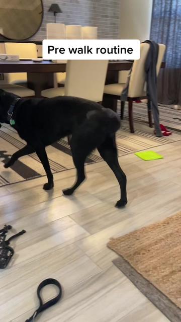 @Huxley Knox the Black Lab