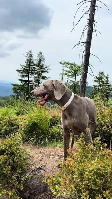 @lola | ig: heydoggyblog