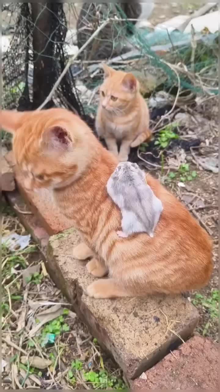 @healing pet