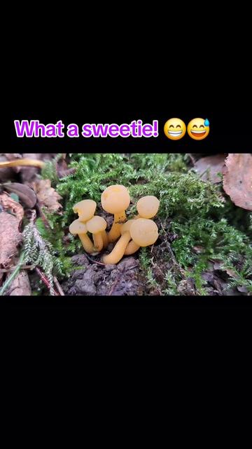 @Wild_About_the_Woods