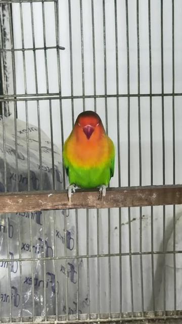 @AdilBirdsFarm