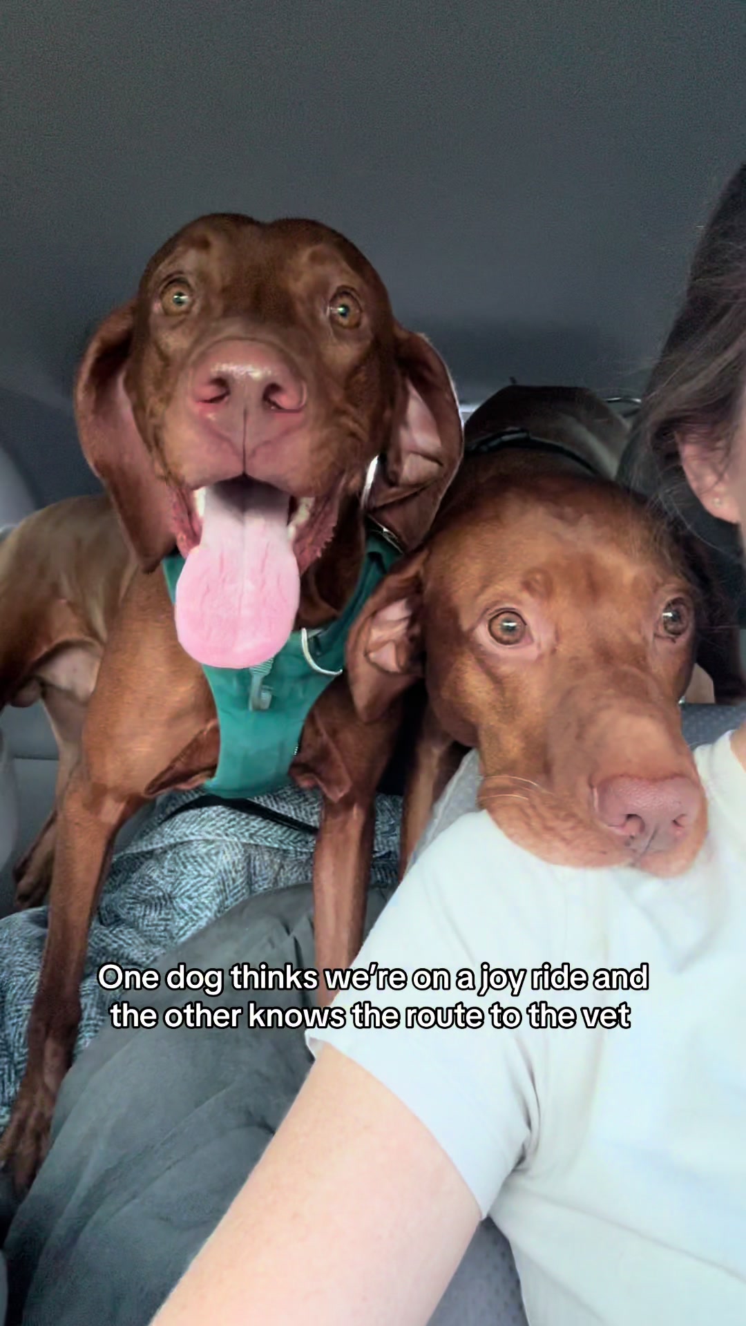 @Tycho the vizsla