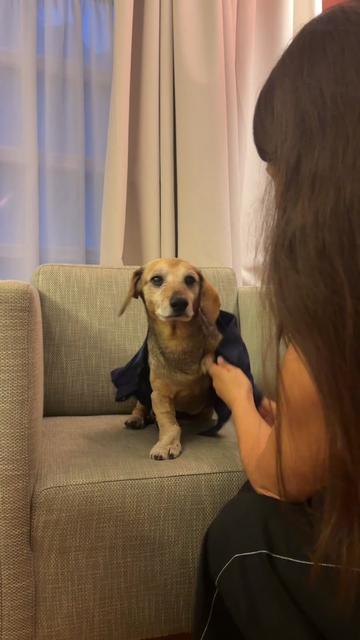 @Lucas The Dog