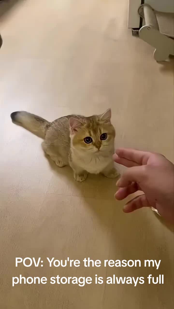 @catmood_dailymix