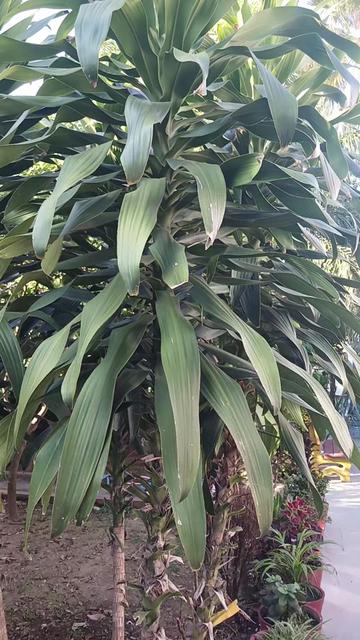 @Mahalaxmi Neupane
