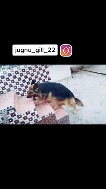 @GILL DOG FARM