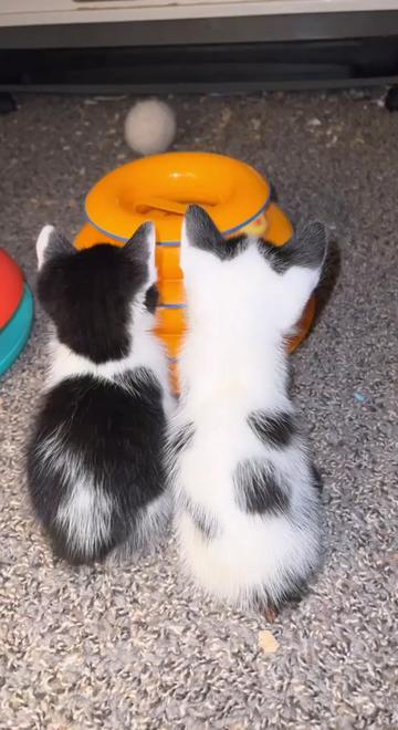 @King Kittens