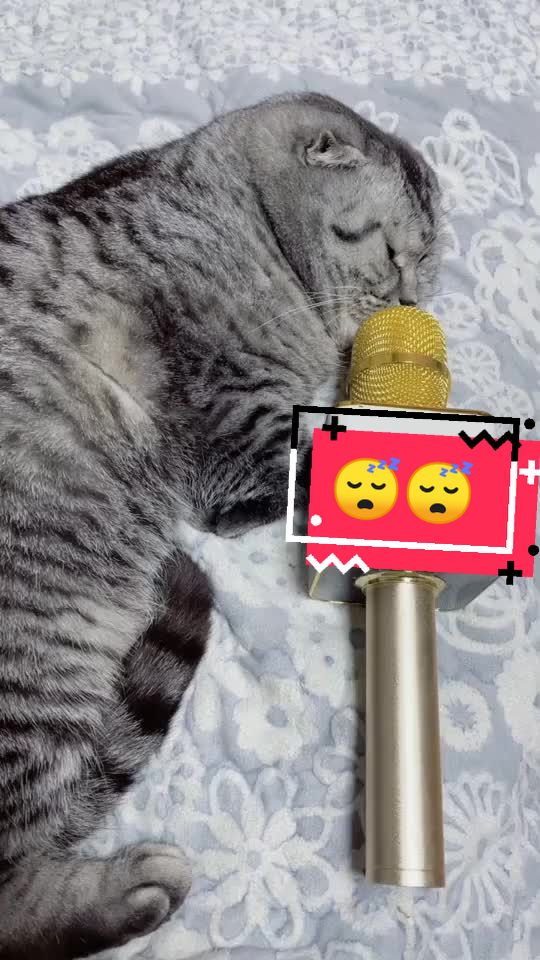 @OneCat