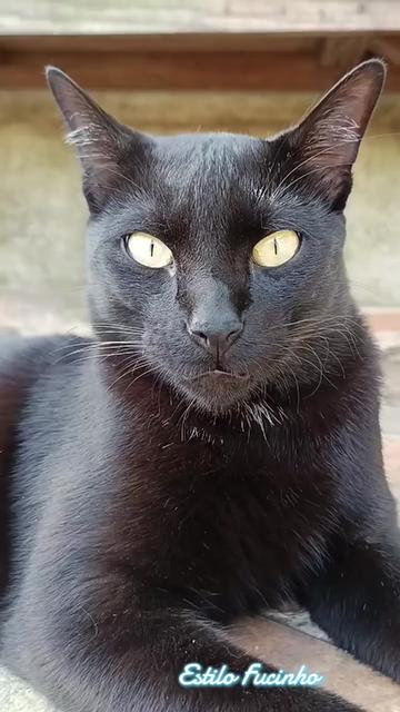 @Estilo Fucinho😻Personalizados
