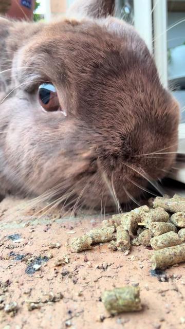 @Chocolate and Cheeto 🐶🐰
