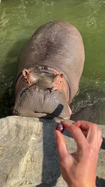 @Hippo