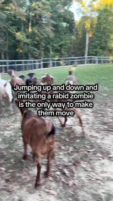 @Goat Daddy's