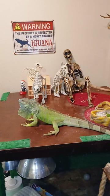 @Jimmy4 🦖