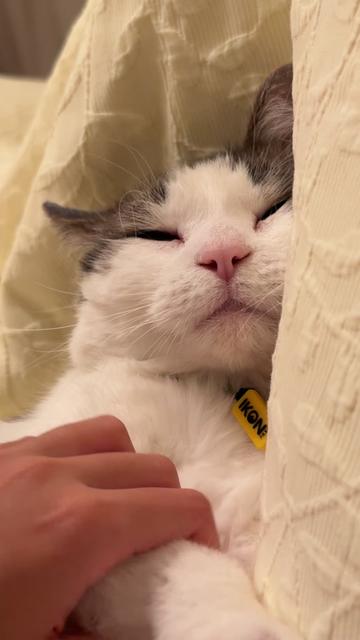 @Mimi Wawa Meow
