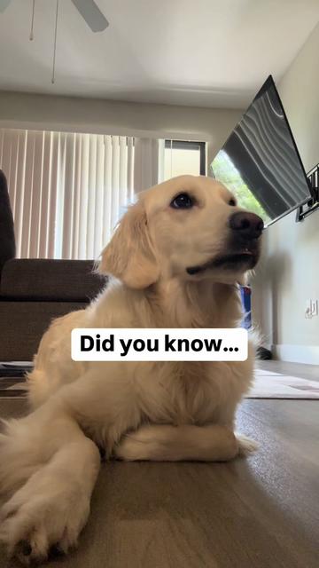 @PetFitness