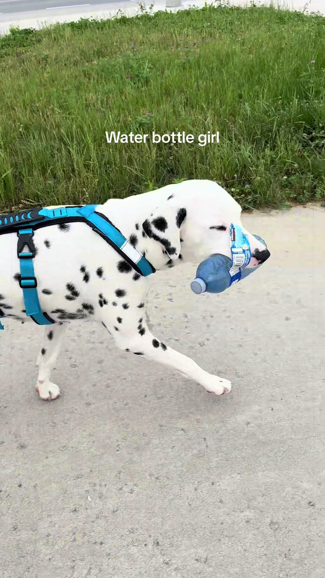 @Nevada the Dalmatian