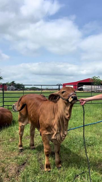 @The V6 Ranch