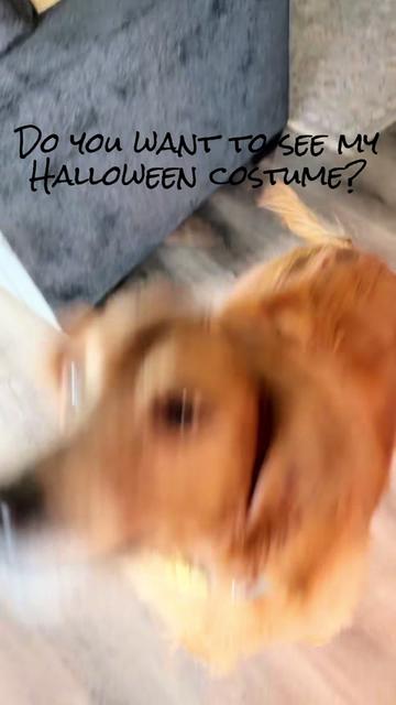 @2goldensandacat