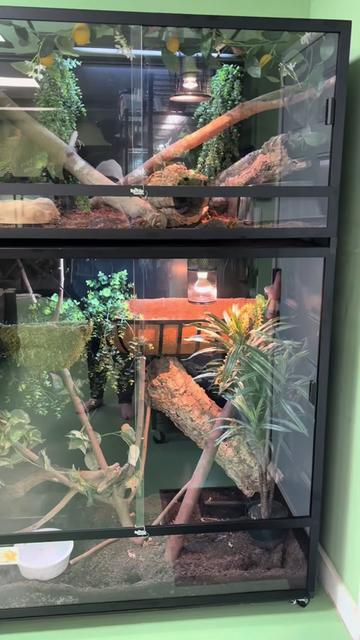 @BeWild Reptile Rescue