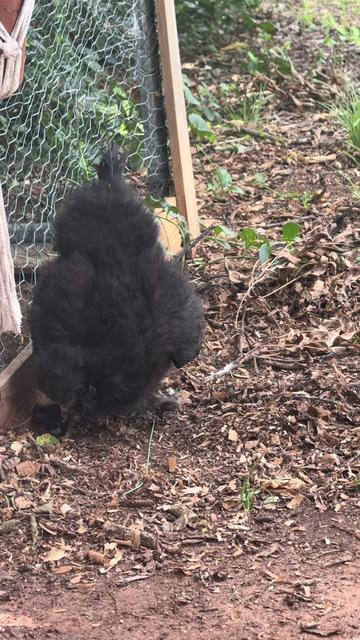 @Fly Lil Frenchie From OKC