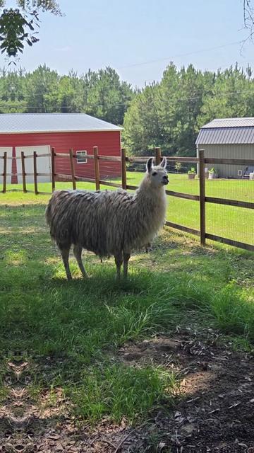 @alpacalypsenow