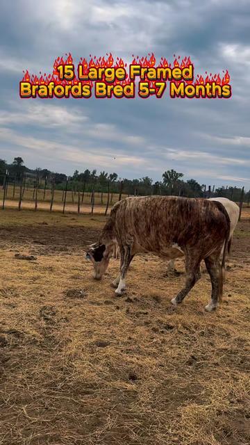 @Rutherford Land and Cattle