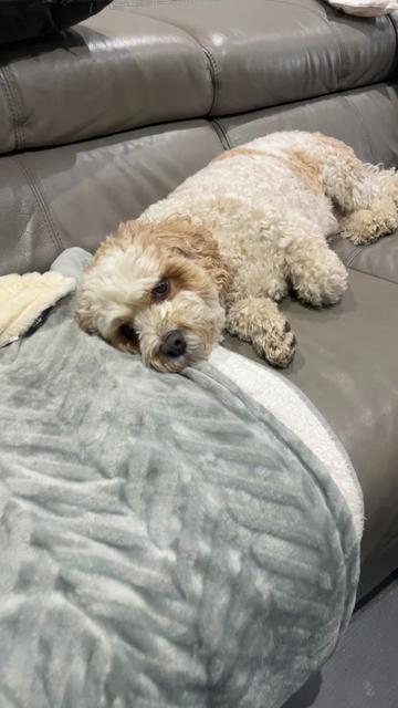 @My Cavachon
