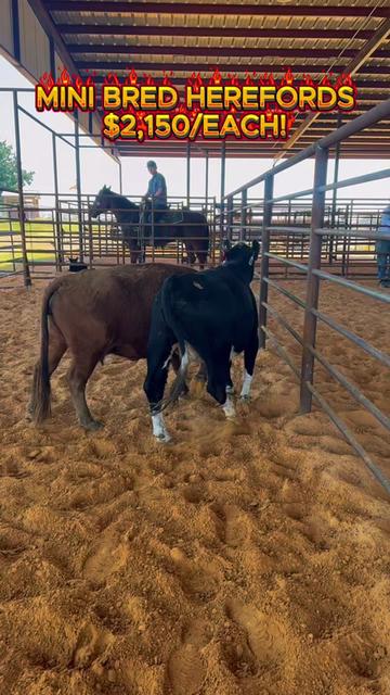 @Rutherford Land and Cattle