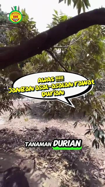 @Produksi Buah_SBS