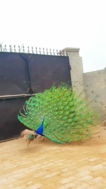 @☆*☆ Mahar Sana Ullah Jara ☆*☆