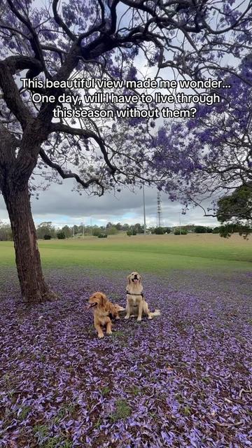 @3goldenretriever