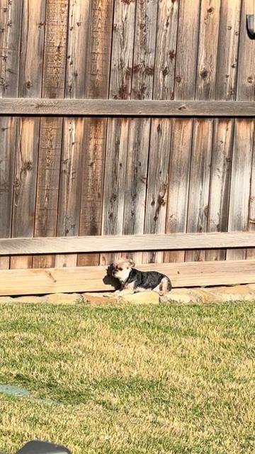 @My_4_Yorkies