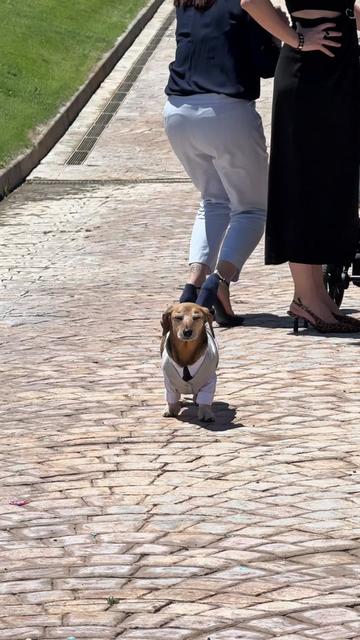 @Lucas The Dog