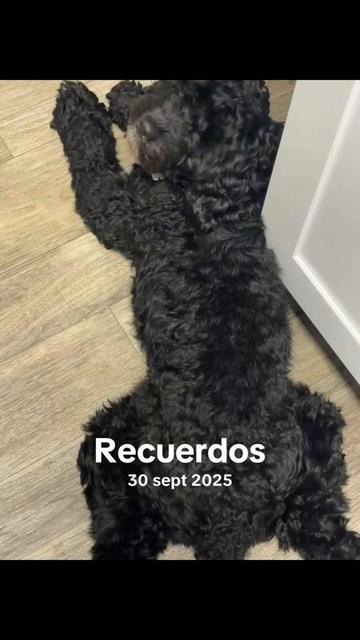 @saraiperez2307