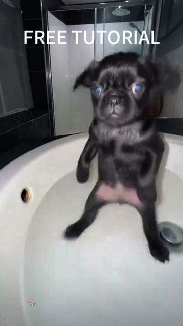 @Huahua