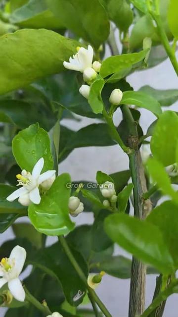 @Grow Garden | Plantas