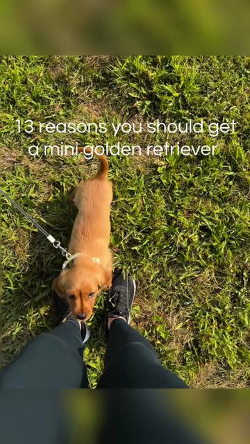 @Sage | Mini Golden Retriever
