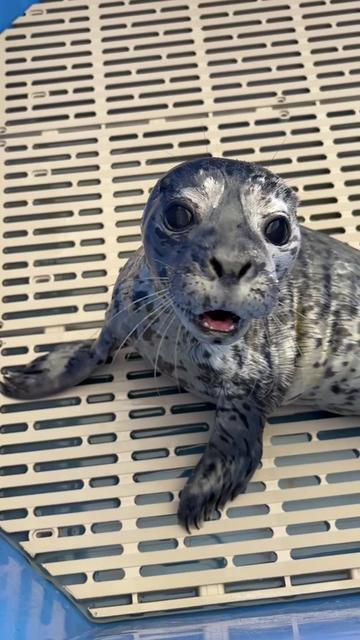 @Marine Mammal Rescue Society