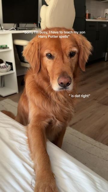 @Bentley the Spicy Golden🌶️