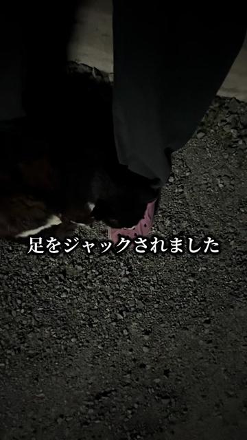 @JUNðð蟲家ã®ãªãã¿ã³