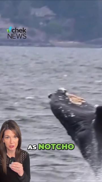 @chekmedia