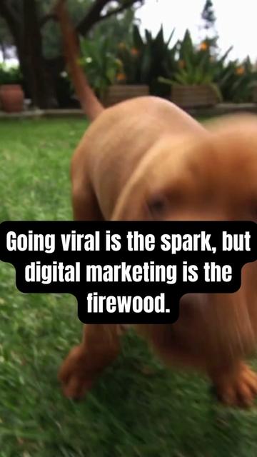 @Digital Marketing Pros ✨